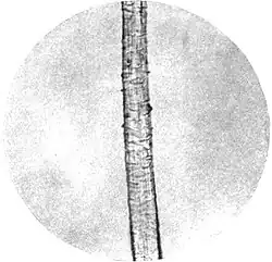 Une fibre de laine d'alpaga en microphotographie (1911)