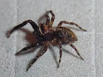 Description de l'image ECU10-1463 Ecuadattus typicus male.jpg.