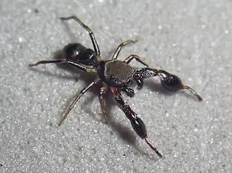 Description de l'image ECU11-9226 Bellota male.jpg.