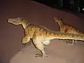 Velociraptor (Dinosauria, Theropoda)