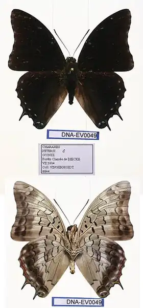 Description de l'image EV-0049 Charaxes petersi (3666502780).jpg.
