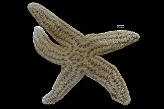 Ophidiaster granifer