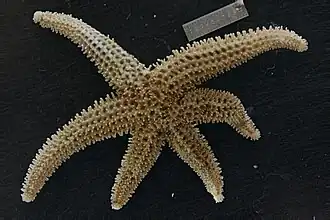 Allostichaster capensis (AS).