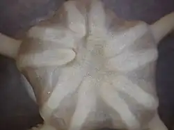 Détail d'Asteronyx loveni : face dorsale du disque central.