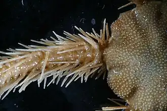 Face dorsale d'un bras.