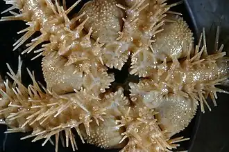 Face orale et bouche.