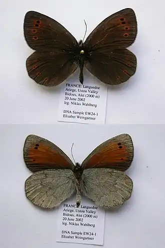 Description de l'image EW24-1 Erebia sthennyo (3431213658).jpg.