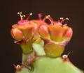 Cymes simples d'Euphorbia opuntioides avec des cyathes latéraux à l'état de bourgeon.
