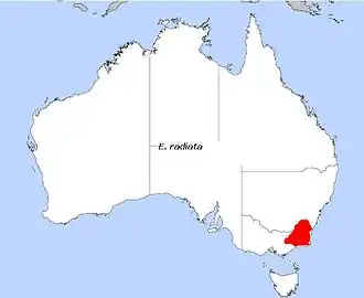 Description de l'image E radiata.jpg.