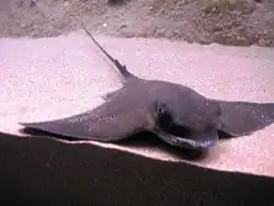 En aquarium à Barcelone.