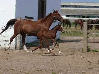Jument Bulgare oriental et son poulain.
