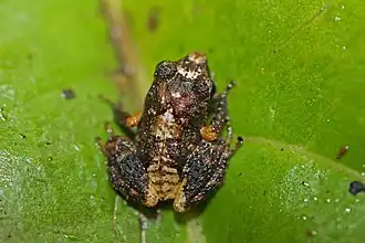 Description de l'image Eastern Cuba Grass Frog (Eleutherodactylus feichtingeri) (8572426968).jpg.