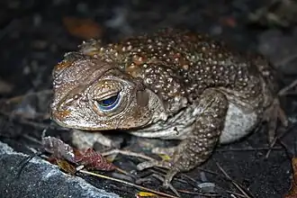Grand crapaud de Cuba(Peltophryne peltocephala)