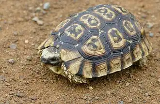 Description de l'image Eastern Hinged-Back Tortoise (Kinixys zombensis) (33422709938).jpg.