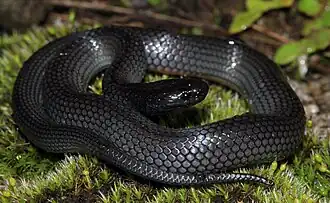 Description de l'image Eastern Small-eyed Snake (Cryptophis nigrescens) (8909118745).jpg.