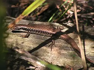 Description de l'image Eastern Water Skink (Eulamprus heatwolei).jpg.