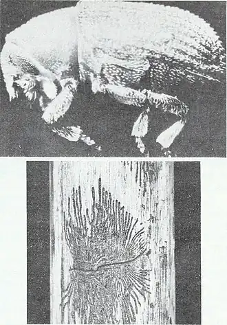 Description de l'image Eastern forest insects (1175) (20946246870).jpg.