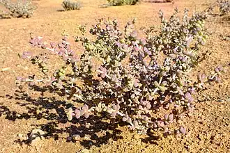 Description de l'image Eberlanzia schneideriana 136695953.jpg.