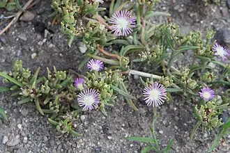 Description de l'image Ebracteola derenbergiana kz02.jpg.