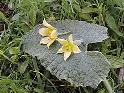 Fleurs mâle et femelle (ovaire infère bien visible).