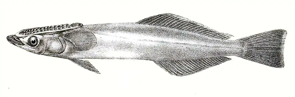 Remora brachyptera