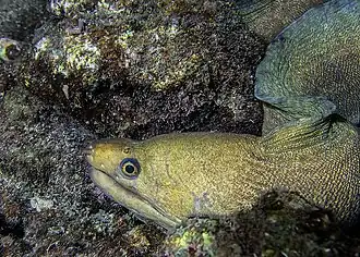 Murène tachetée (Echidna delicatula)
