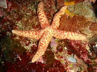 Echinaster arcystatus