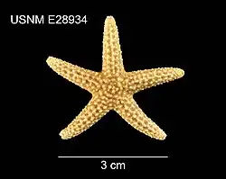 Echinaster graminicola