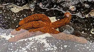 Echinaster purpureus