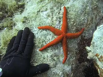 Echelle (spécimen adulte).