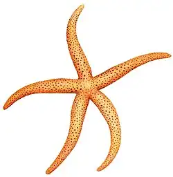 Echinaster varicolor