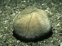 Echinocardium pennatifidum