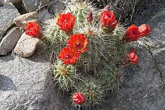 Description de l'image Echinocereus coccineus NM.jpg.