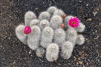 Description de l'image Echinocereus nivosus 01.jpg.