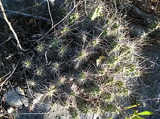 Description de cette image, également commentée ci-après