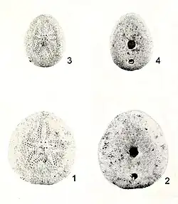 Echinocyamus planissimus