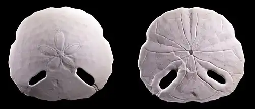 Sculpsitechinus tenuissimus (Astriclypeidae).