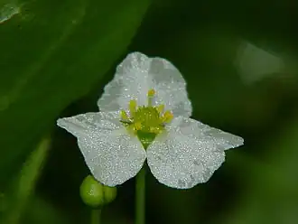 Echinodorus isthmicus