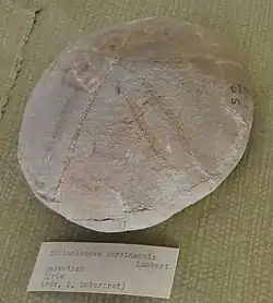 Fossile de Echinolampas barciensis (Helvétien, MNHN).