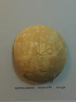 Echinolampas chiesai