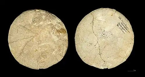 Fossile d’Echinolampas hemisphaericus (MHNT)