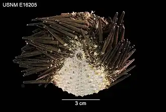 Test partiellement dénudé.