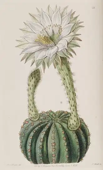 Description de l'image Echinopsis eyriesii (Echinocactus eyriesii var. glaucus) Edwards's Bot. Reg. 24 31. 1838.jpg.