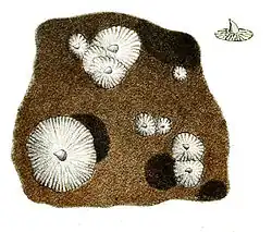 Parmi les traits distinctifs du squale bouclé, il y a ses nageoires dorsales, qui sont postérieures, l'absence de nageoire anale et les grandes denticules cutanées semblables à des épines (détail ci-dessus).