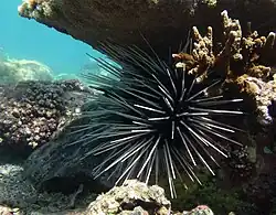 Oursin à double-piquants (Echinothrix calamaris)