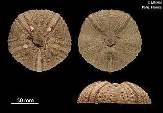 Echinothrix calamaris