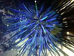 Adulte à Hawaii. Avec une bonne lumière, les reflets bleus sont très visibles.