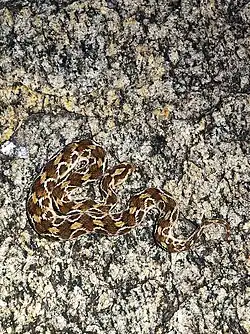 Mimétisme sur la roche.