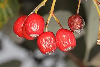 Image illustrative de l’article Alise