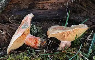 Lactarius deliciosus